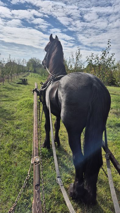 Armasar friesian pt copii- cal de scoala