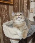 Золотая шиншилла