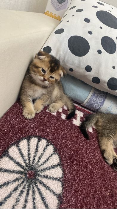 Котята вислоухие шиншилы