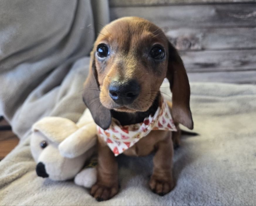 Teckel pitic 1200 lei