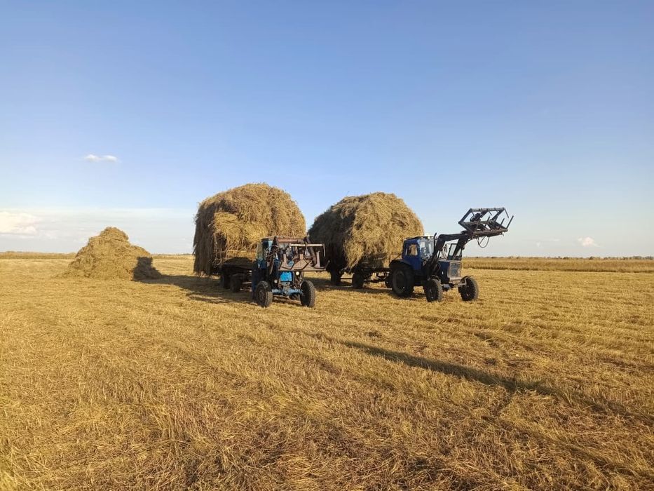 Продам сено луговое зеленка россыпь