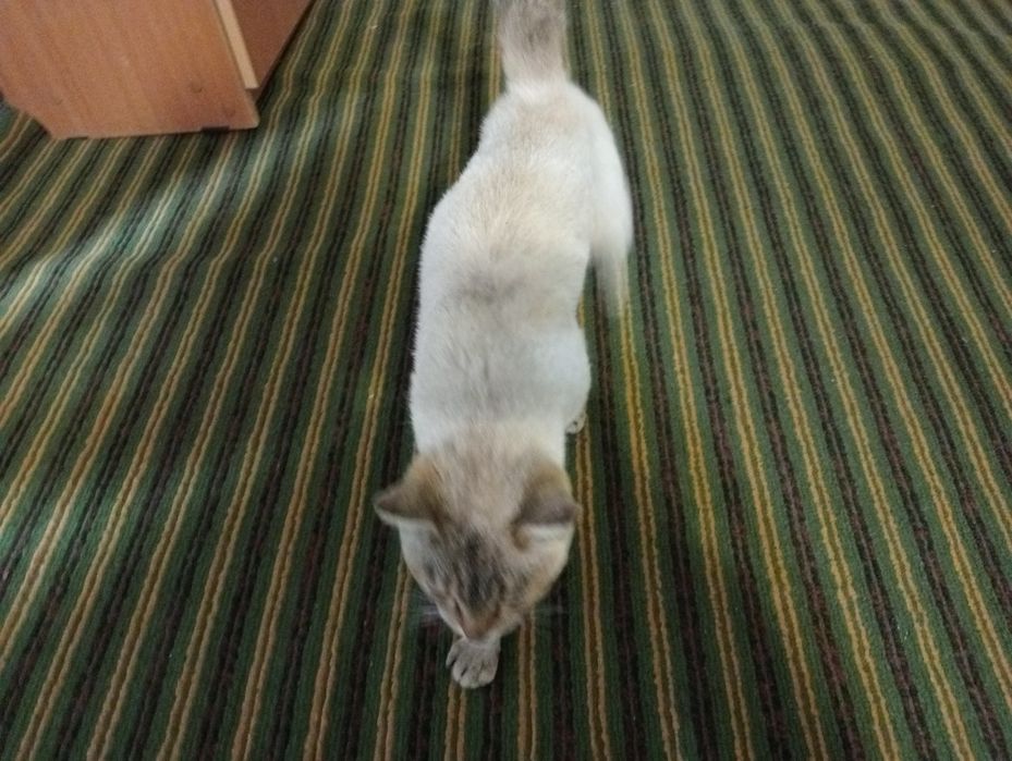 Отдам кошку в хорошие руки