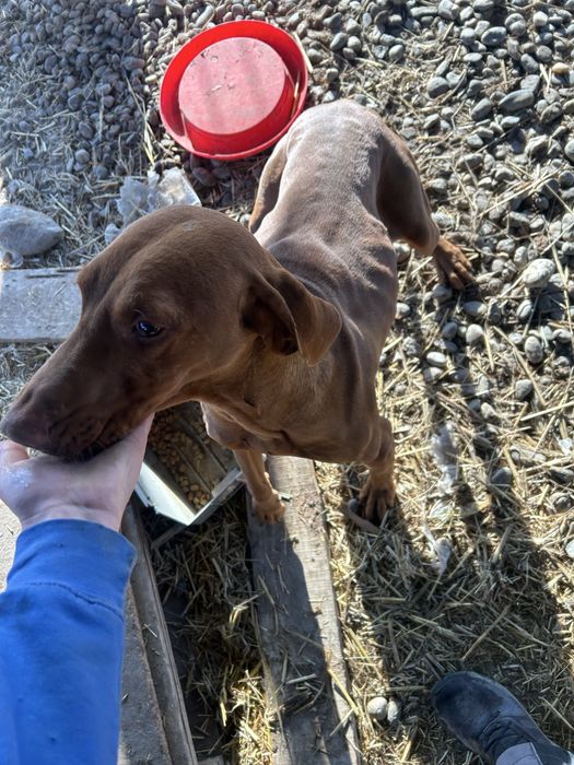 Donez catei foarte cuminti