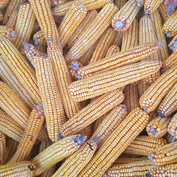 Porumb știulete   producție 2025