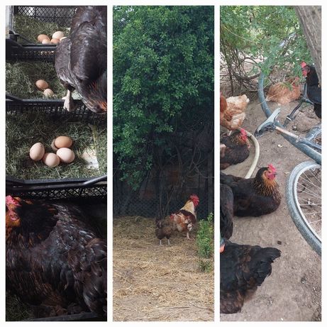 Яйца от свободно гледани кокошки,месо от пилета и петлета.XL/L.БИО