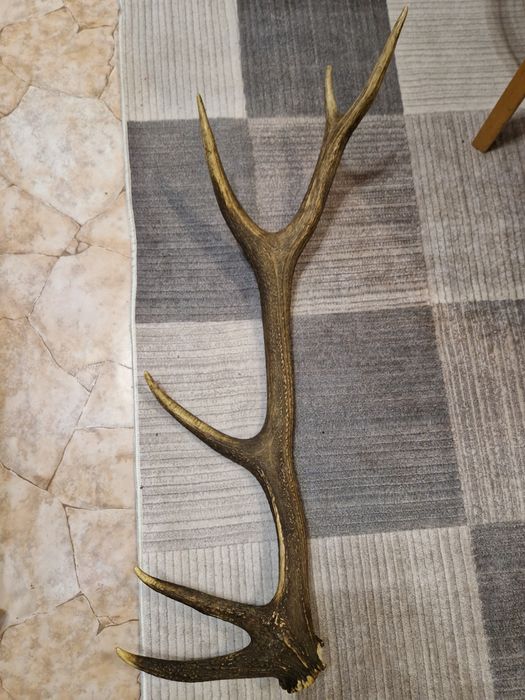 рога от елен / трофей /