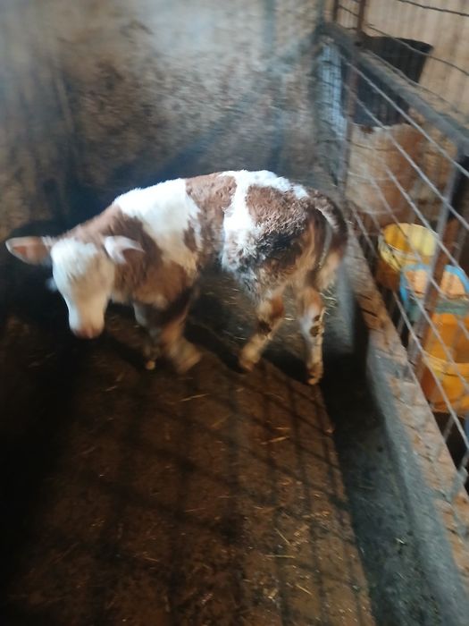 Vând vițea de rasă .