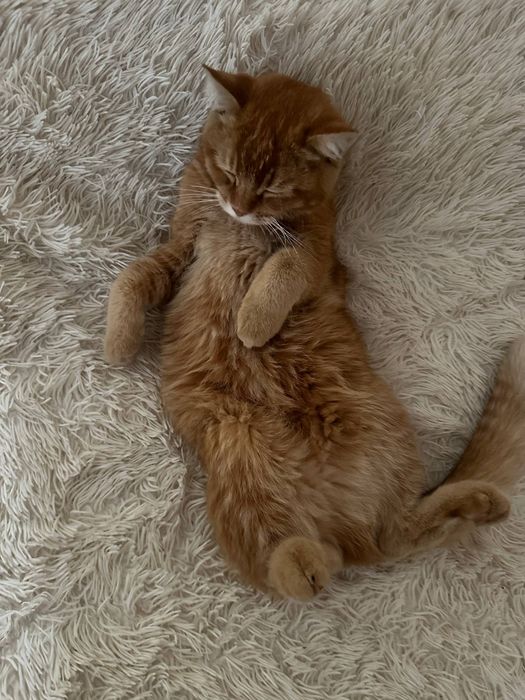 Котик ждёт своих хозяева