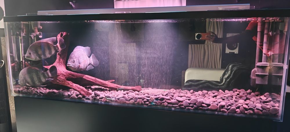 Риба Тилапия Бутикофери