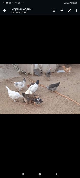 тауык сатылады 4000мыннан.тауык сатылады тауык.тез арада