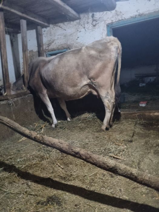 Vand 2 miei si o vaca bruna bună de lapte