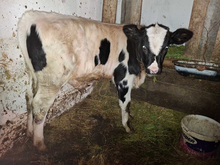 Vitel de vanzare in Dumitra