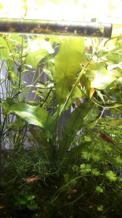 Vand plante acvariu Aponogeton Crispus