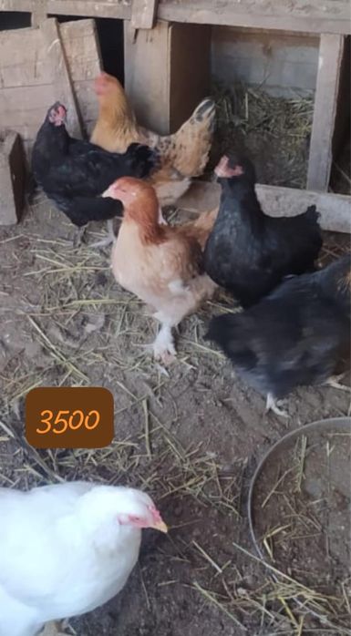 продам куры хорошие