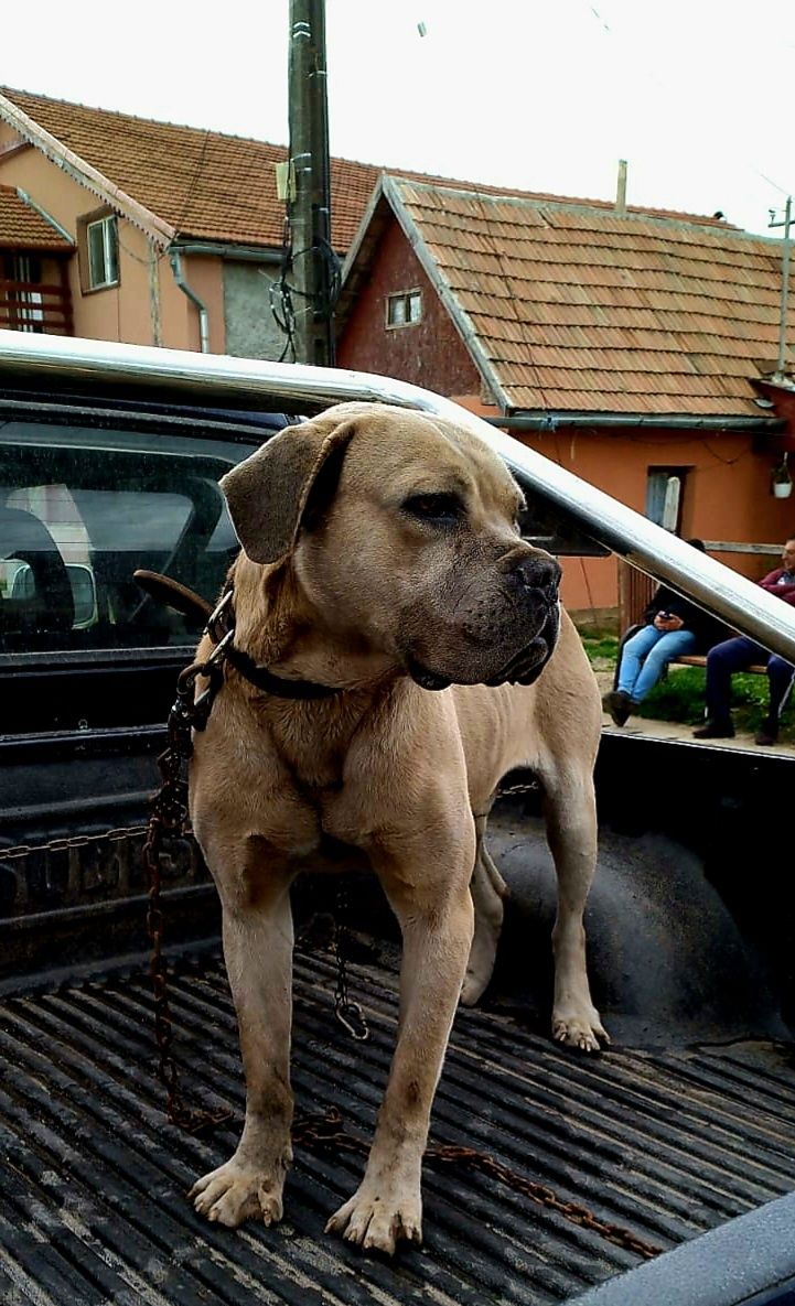 Câine cane corso mascul