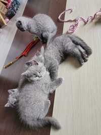 British shorthair blue