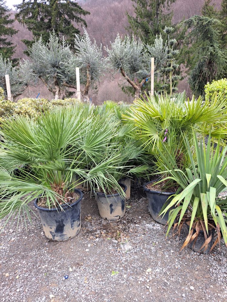 plante ornamentale