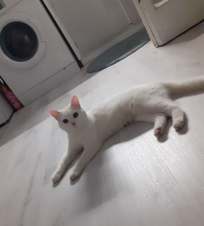 Чисто бяла ,едногодишна котка