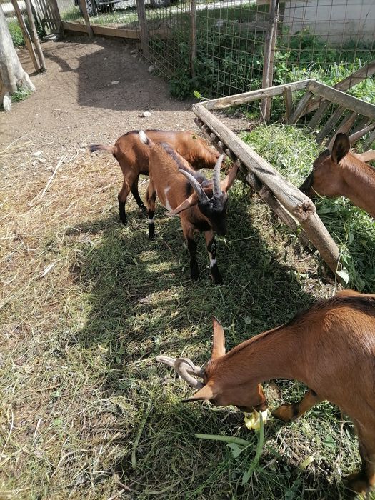 Capre alpina franceza