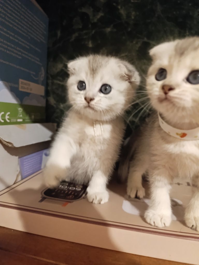 Серебристый Шиншилла.Скоттиш Фолд