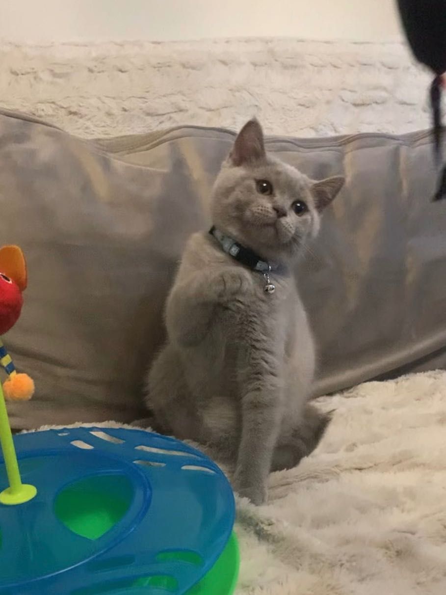 Băiețel British Shorthair