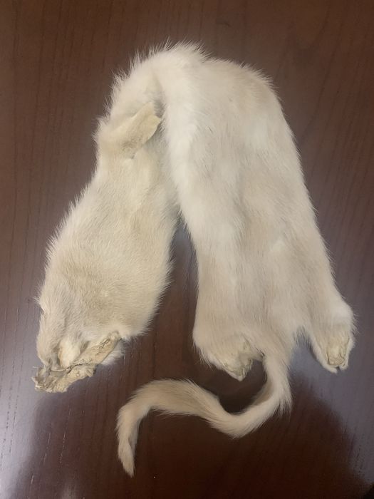 Шкурка норки для изделия