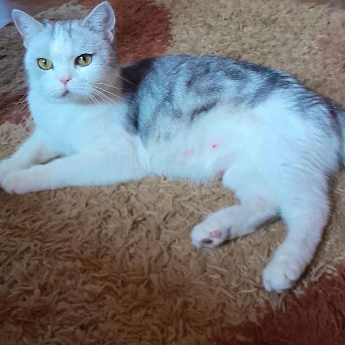 Продаётся девочка серебристая скотишфолд,шиншилла.