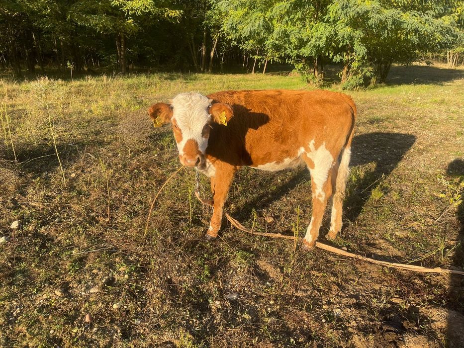 Vand Vaca De Lapte Baltata Romaneasca