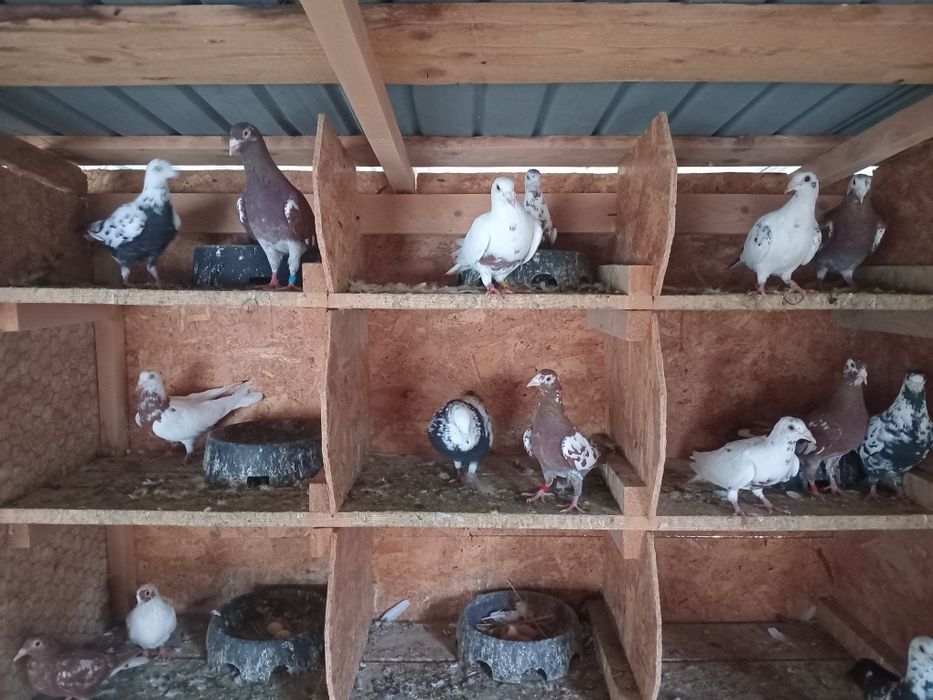 Vând meulemans și voiajori