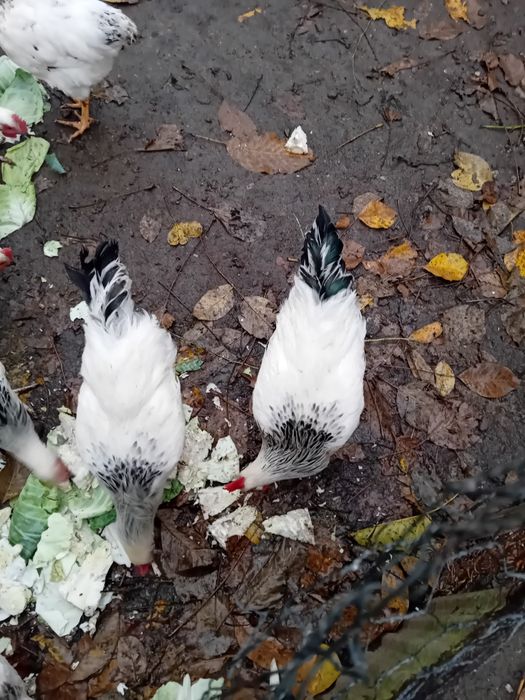 Продавам петлета светъл съсекс