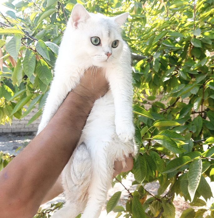 ВЯЗКА  Серебристый кот шиншилла
