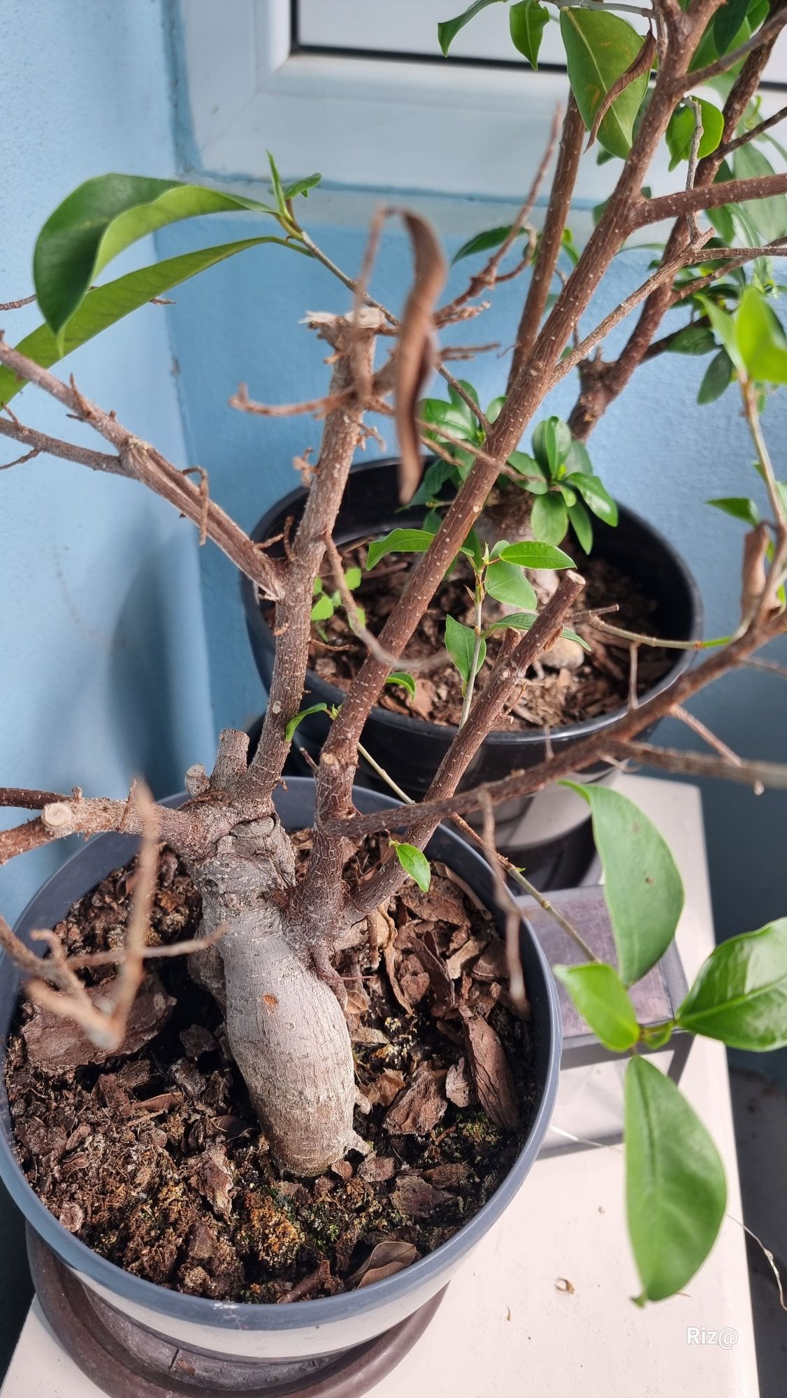 Ficus ginseng 30_40cm