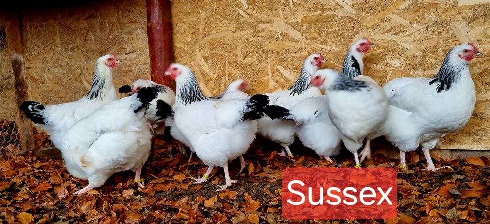 Pui Brahma, Cochinchina  Sussex