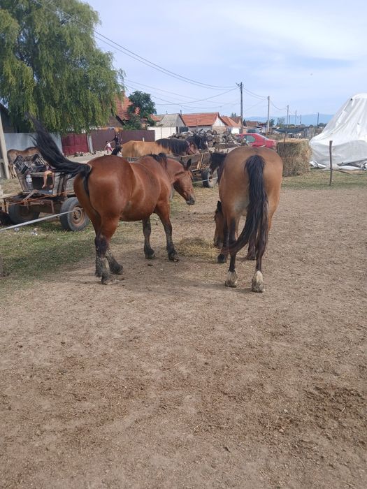 Două mînze de vînzare