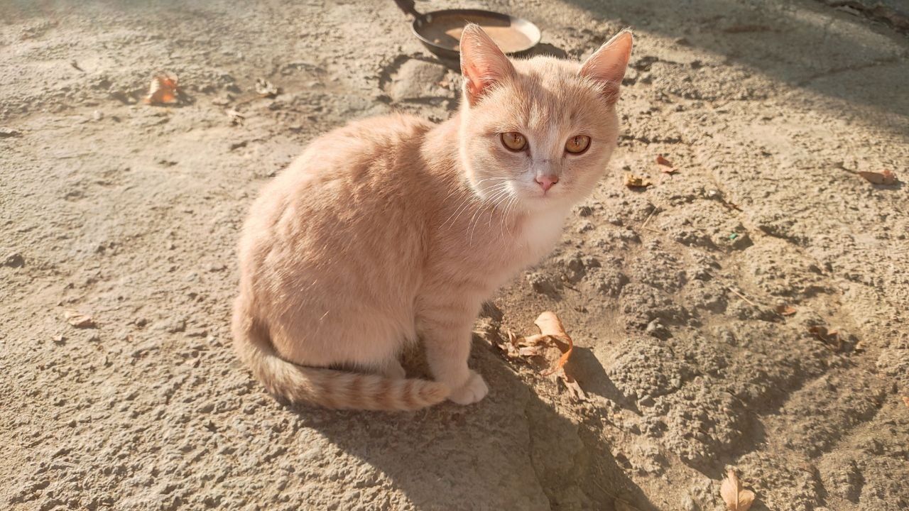 СРОЧНО Отдам бесплатно 3-х месячных котят (мальчиков и одну девочку).