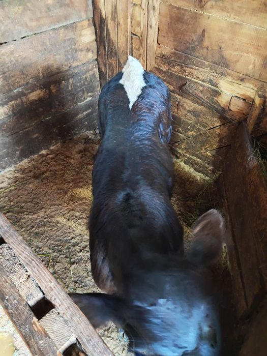 Vand o junica baltata