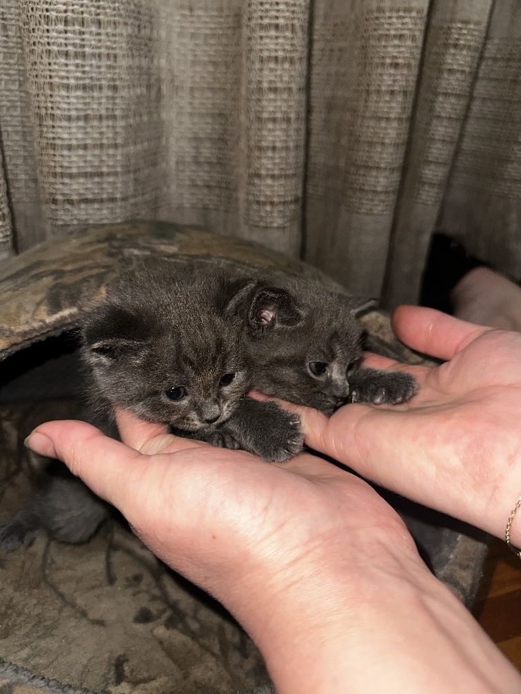 Котята  Скотиш фолд