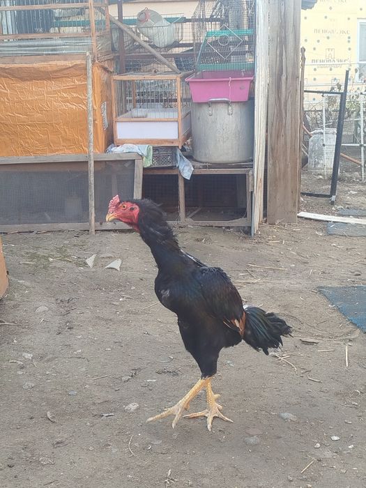 Дакан петушок продам