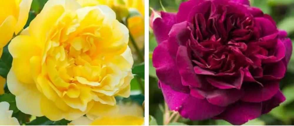 Răsad ( butas) de Trandafir de gradina, soi Gigant, foarte parfumați