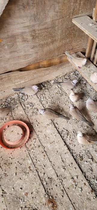 Turturele  cauta casa noua