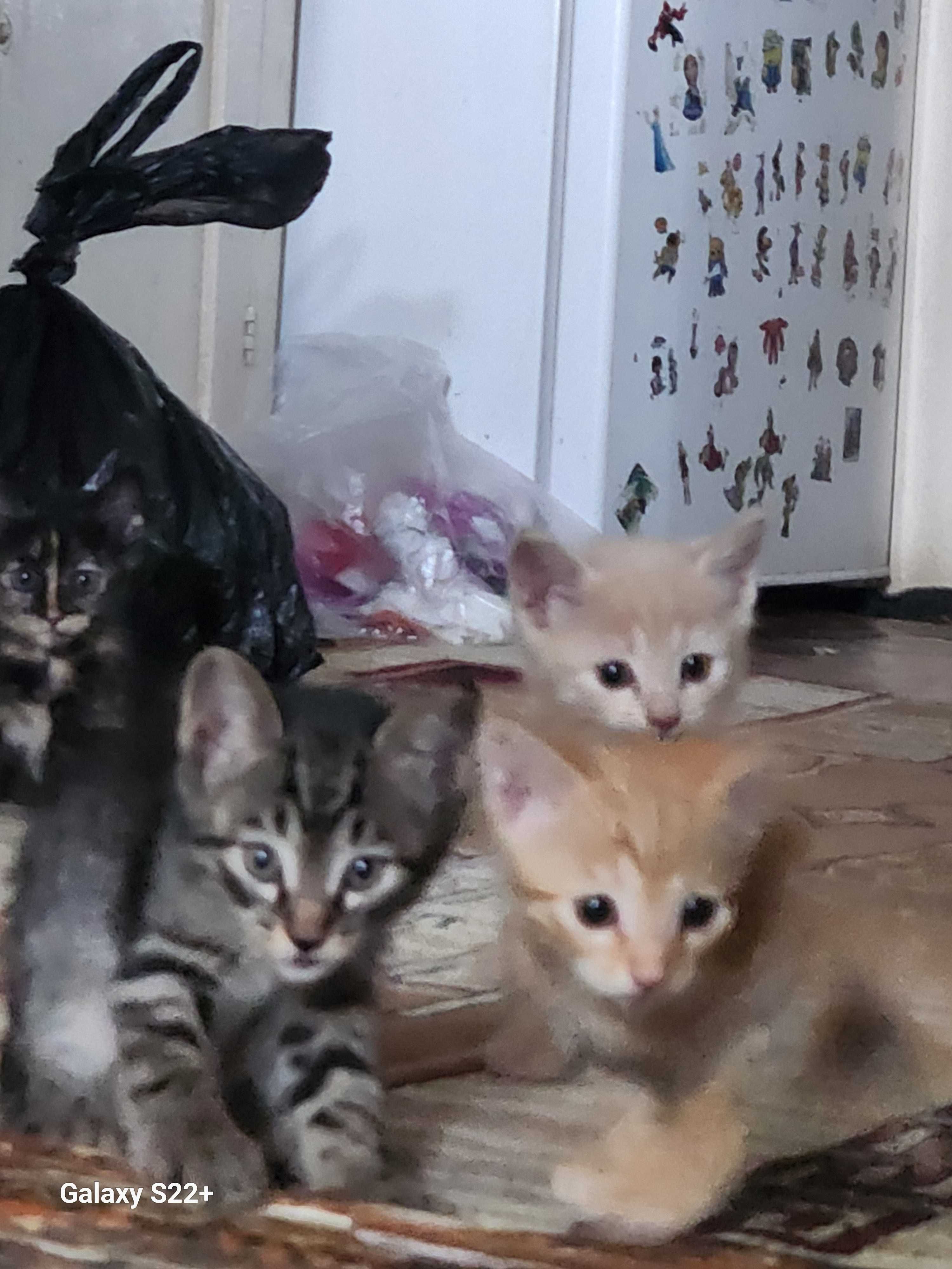 Мушукчалар ( КОТЯТА ) ХАДЯ