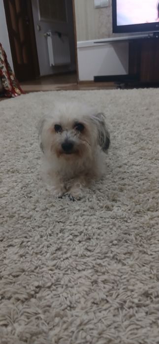 Donez bichon maltez,urgent