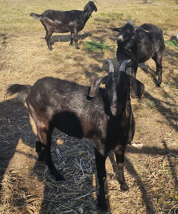 Caprite si tap de vanzare