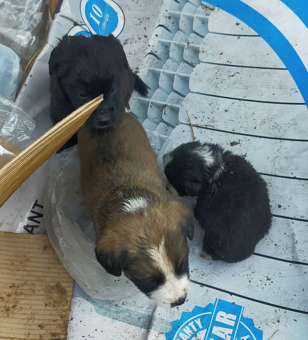 Срочно малыши щенки ищют дом  !!