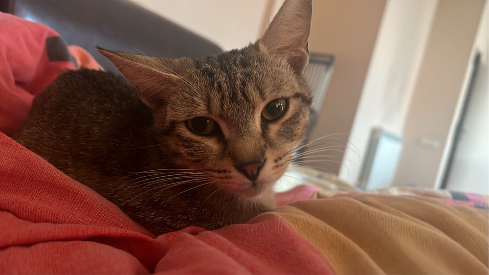 Adoptie pisicuta