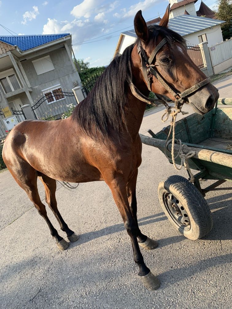 Vând iapa inn vârstă de 4 ani