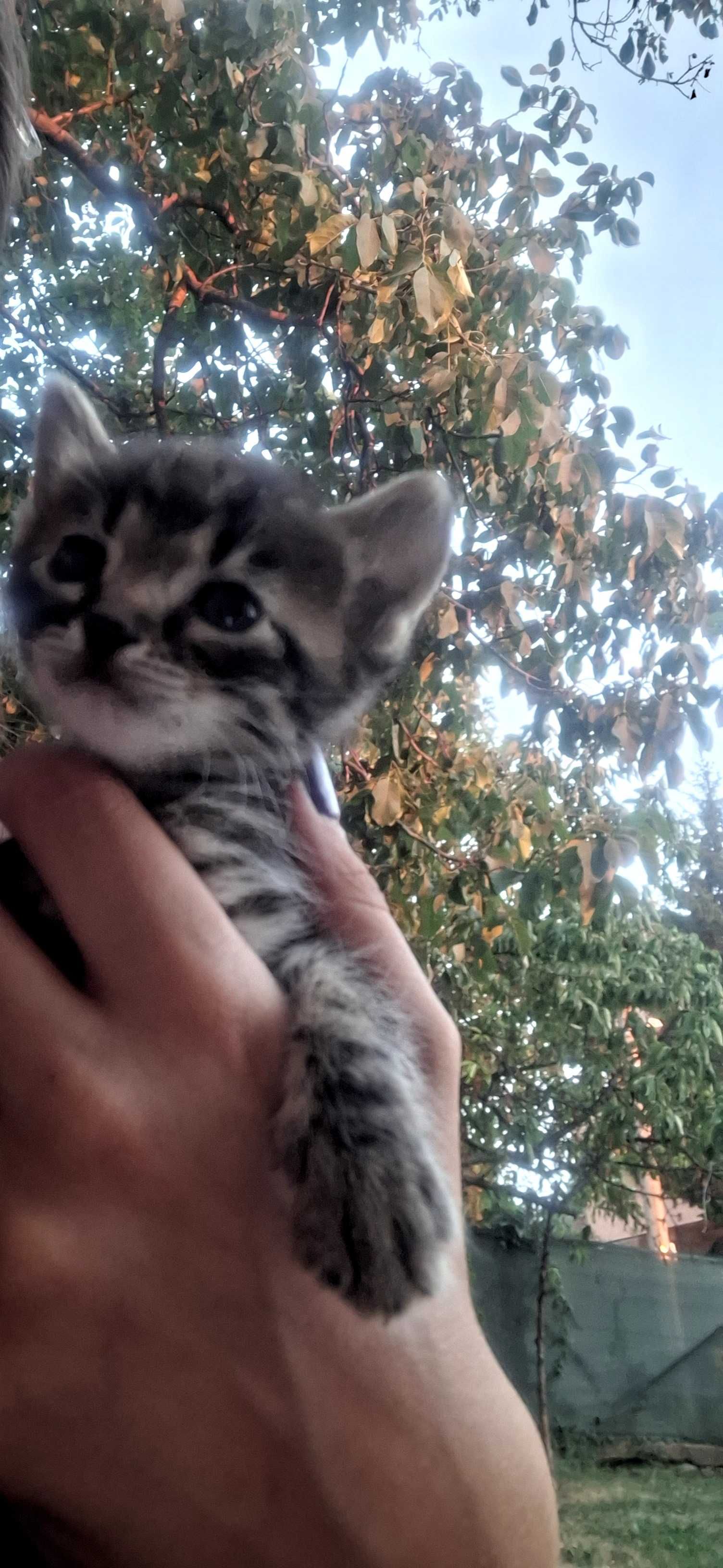 Подаряват се котенца