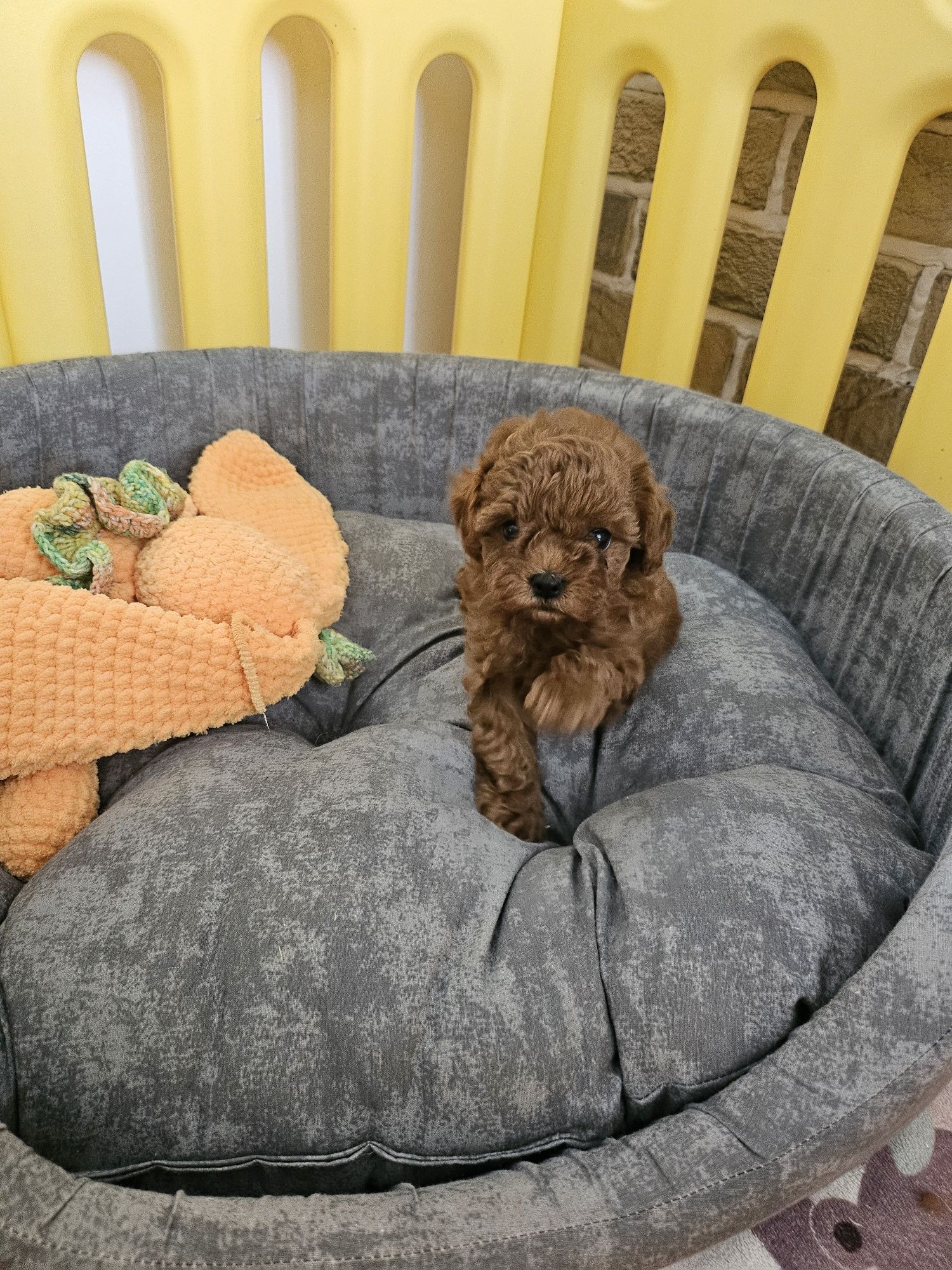 Резервирано!пудел момиче/Toy poodle/ с документ за произход