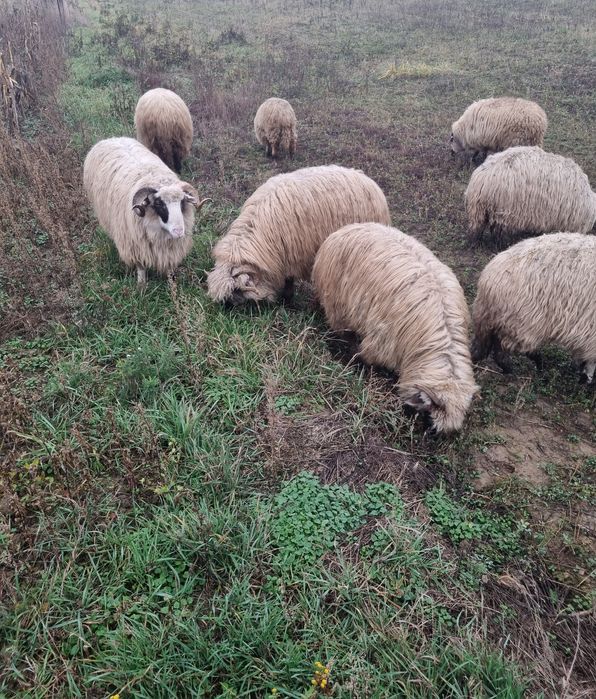 Pachet premium  10 oi