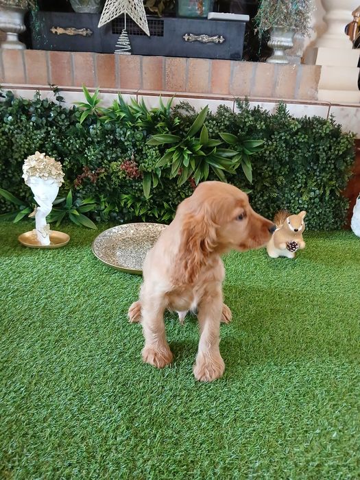 Cocker Spaniel 2 luni sănătos și jucăuș